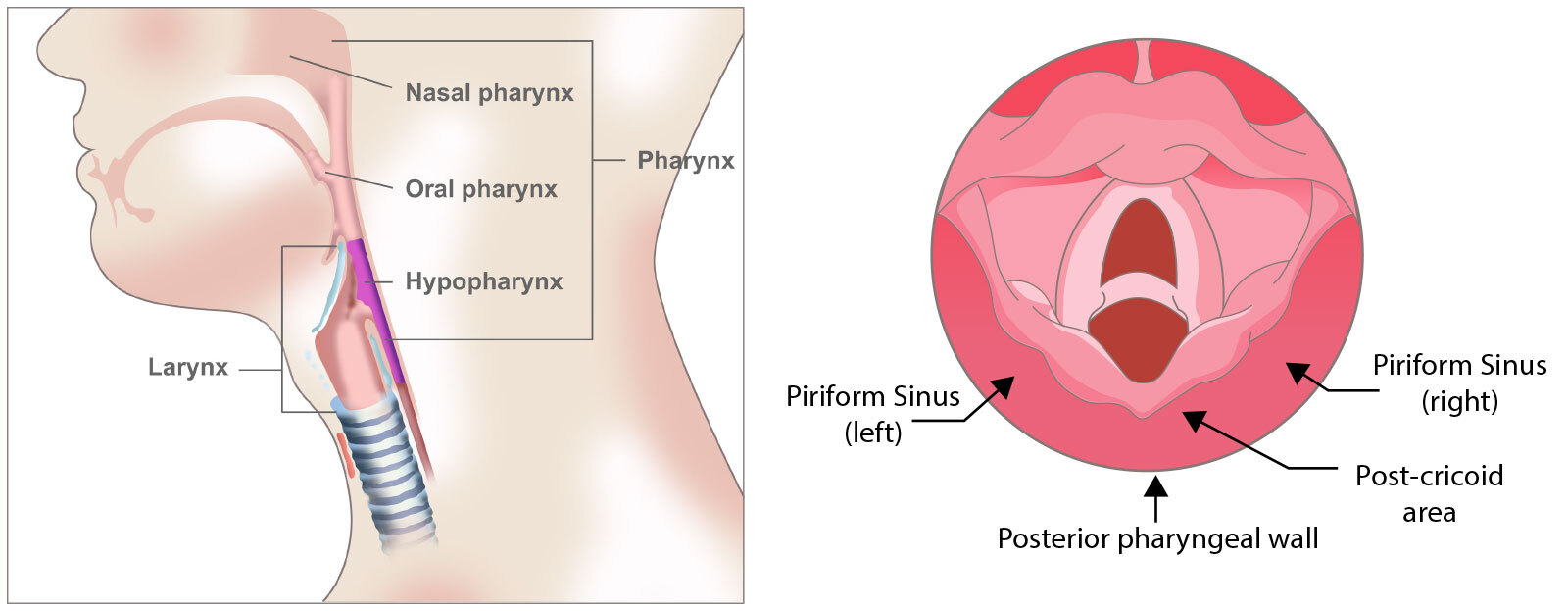 anatomy of the hypopharynx