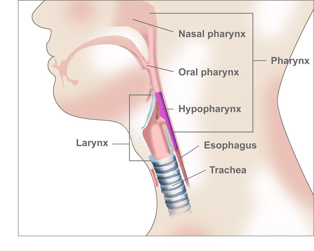 regions of head and neck that can also develop cancer