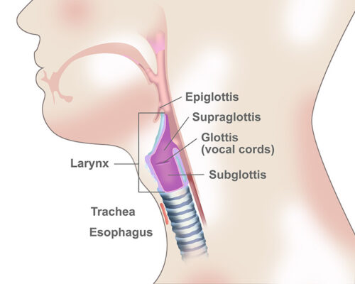 Larynx location in throat