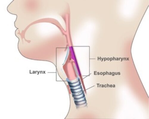 Pharynx location in the throat